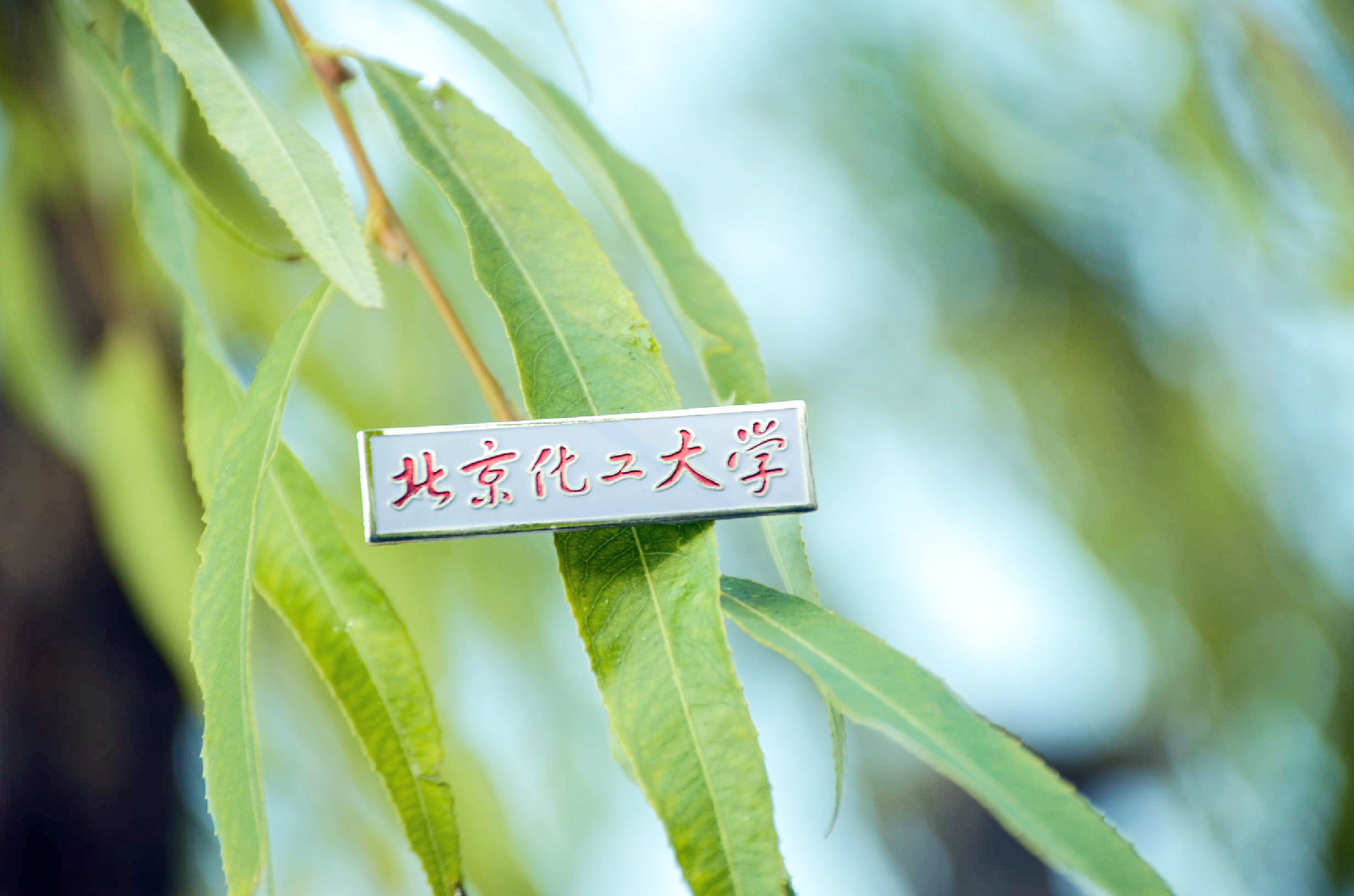 北京化工大学毕业证样本